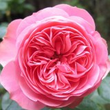 Леонардо да Винчи_0x160 Любимый сад - Результаты из #60